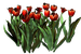 Цветы в PNG
