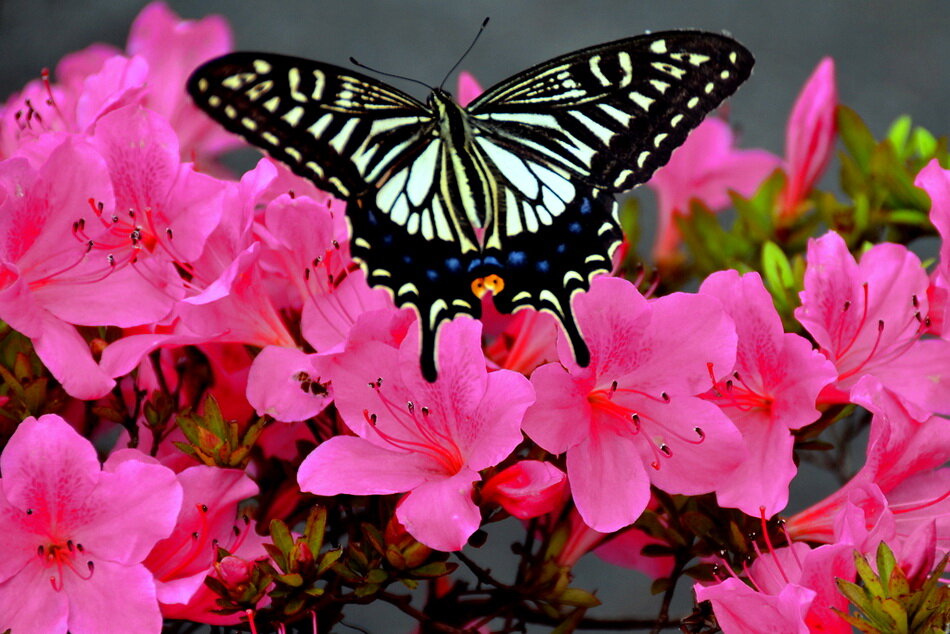 Живые бабочки с цветами. Бабочка на цветке. Живые бабочки. Розовые бабочки. Бабочки среди цветов.